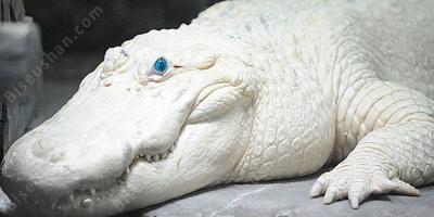 알비노 영화